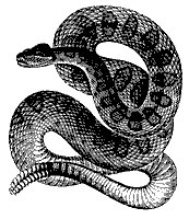rattle_snake_8295_sm.gif