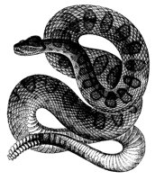 rattle_snake_8295_lg.gif