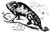 chameleon_8296_th.gif