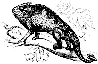 chameleon_8296_sm.gif