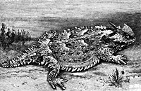 horned_toad_8297_sm.gif