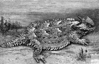 horned_toad_8297_md.gif
