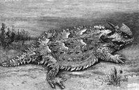 horned_toad_8297_lg.gif