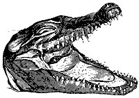 croc_mouth_8298_sm.gif