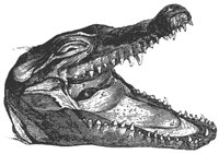 croc_mouth_8298_md.gif
