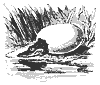 gator_egg_8299_th.gif
