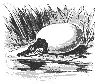 gator_egg_8299_sm.gif