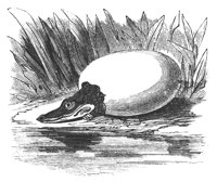 gator_egg_8299_lg.gif