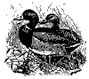 wild_ducks_8302_th.gif