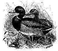 wild_ducks_8302_sm.gif