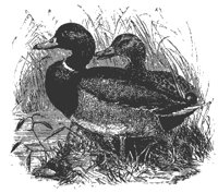 wild_ducks_8302_md.gif