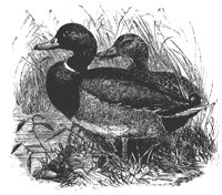wild_ducks_8302_lg.gif