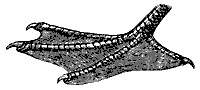 duck_foot_8303_sm.gif