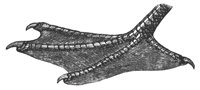 duck_foot_8303_lg.gif