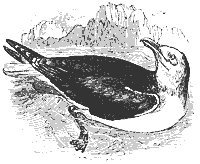 sea_gull_8304_sm.gif