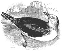 sea_gull_8304_md.gif