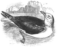 sea_gull_8304_lg.gif