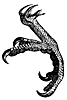 parrot_foot_8316_th.gif