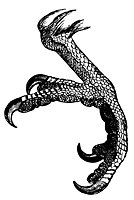 parrot_foot_8316_sm.gif