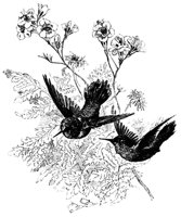 humming_bird_8319_md.gif