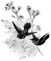 humming_bird_8319_lg.gif