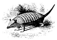 armadillo_8326_sm.gif