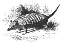 armadillo_8326_md.gif