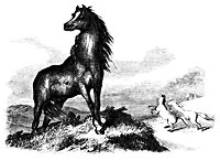 horse_8330_sm.gif