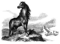 horse_8330_lg.gif