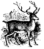 red_deer_8332_th.gif