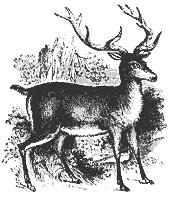 red_deer_8332_sm.gif