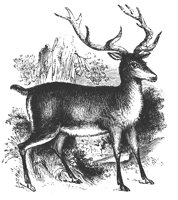 red_deer_8332_lg.gif