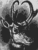 antelope_8333_th.gif