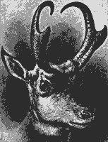 antelope_8333_sm.gif