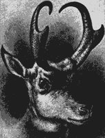 antelope_8333_md.gif