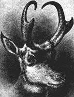 antelope_8333_lg.gif
