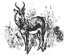 gazelle_8335_th.gif