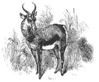 gazelle_8335_md.gif