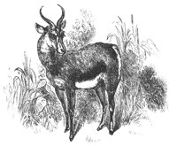 gazelle_8335_lg.gif