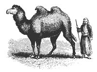 bact_camel_8336_sm.gif