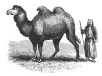 bact_camel_8336_md.gif