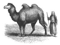 bact_camel_8336_lg.gif