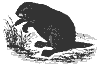 beaver_8338_th.gif