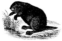 beaver_8338_sm.gif
