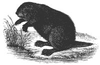 beaver_8338_md.gif