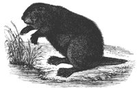 beaver_8338_lg.gif