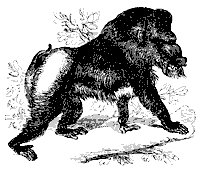 mandrill_8340_sm.gif