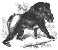 mandrill_8340_lg.gif
