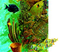 REEF.BMP