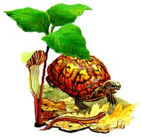 TURTLE.BMP